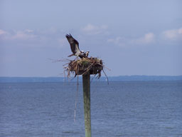 Osprey over the Bay